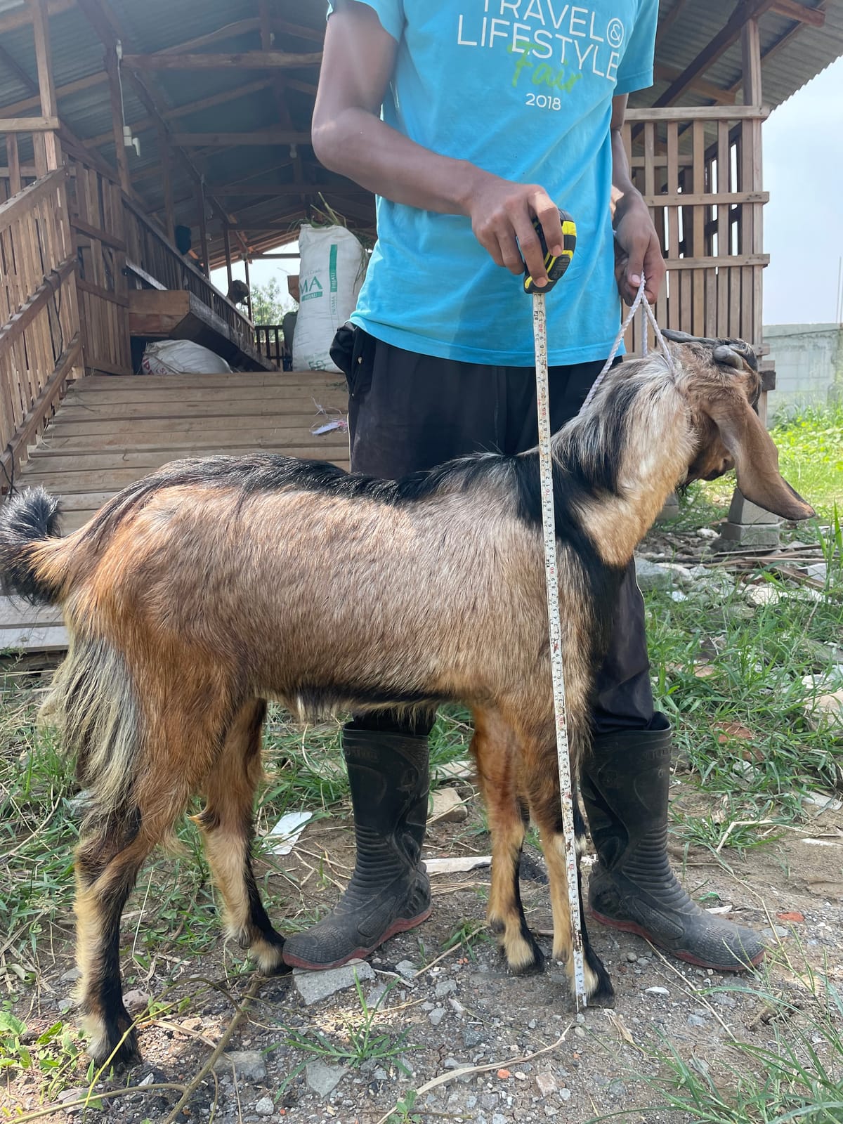 Jawarandu Jerabang 4